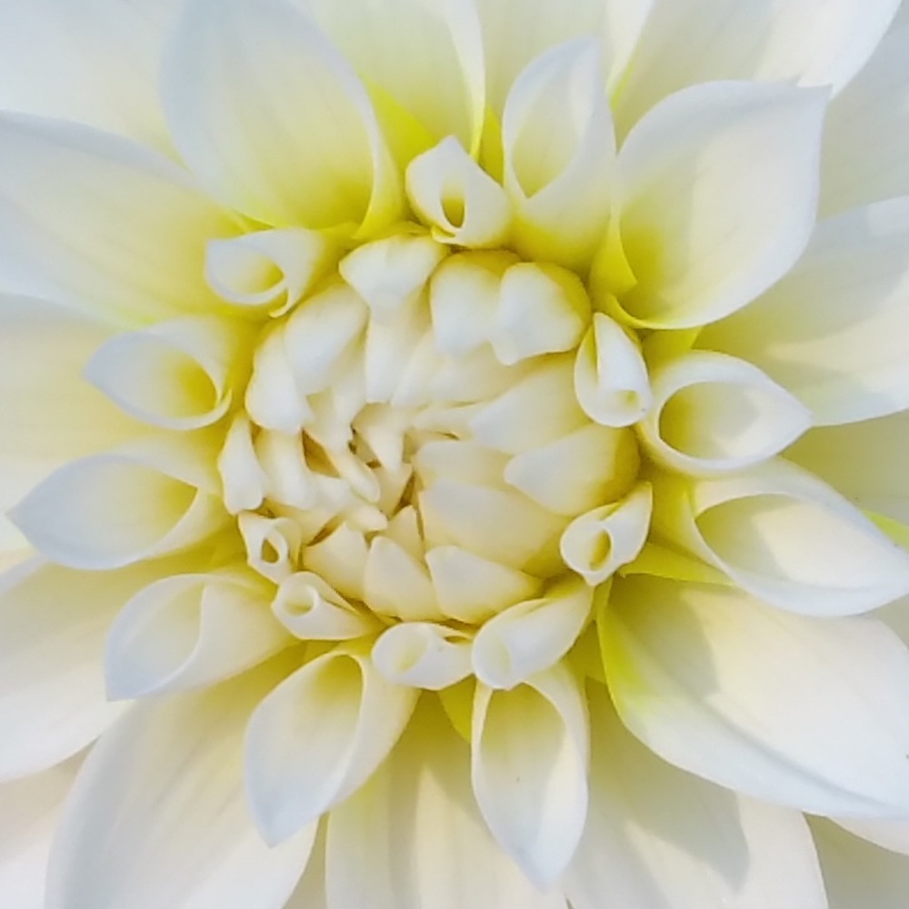 Meet your Posher, Silvia